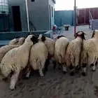 ذبايح نعيم بلدي