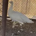 طاووس