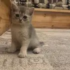 كتن ذكر للبيع