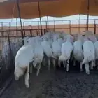 رخال للبيع من غنم طيبه