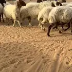 نعيم دفيع معها ثلاث فحول