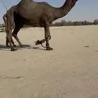 بعير منتج وعليها دين وتصوير انتاجه موجود