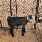 تيس عارضي للبيع