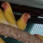 روزات للبيع