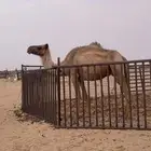 ناقه حايل للبيع صحه شرط