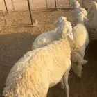 غنم حريات رخال حرش