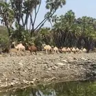 أبل عوادي واوارك العدد34