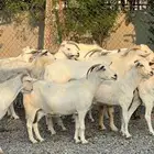 معزا بيشيات بيض فواخر