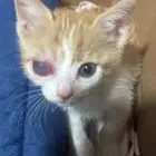 قط للتبني   قطط للتبني