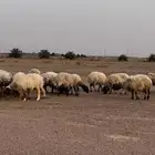 غنم