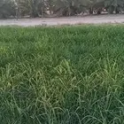 مطلوب غنم نعيم للبيع 50 راس