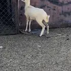 خروف