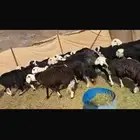 غنم نجد خميس مشيط