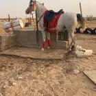 فرس واهو شيخه