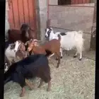 معزا دفع ب فحلها