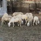 ضان ديرة للبيع