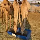 للبيع قعود وبكرتين