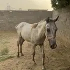مهر  خيل للبيع