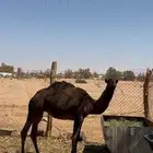 قعود مفرود طيببب
