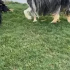 للبيع شاه نجديه كفو