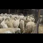 75 ضان اباكير اغلبها صغر. دفيع