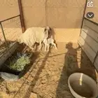 شاه متبع طيبه مهجنه