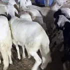 حري وسواكن ويوجد طبخ ومناسبات