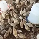 سمان فري للبيع الدوادمي
