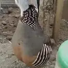 سفع مغربي