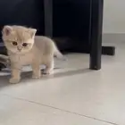 قطط صغيرة كيتين جميلة جاهزة للتسليم ابها