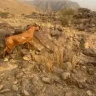 تيس فحل صنف