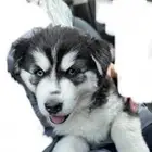 كلب هاسكي صغير