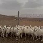 رخال صنف حريات
