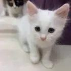 قطط تبني