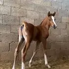 فرس شعبي