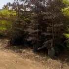 ترمناليا منتالي - اوروكاريا ( شجرة عيد الميلاد )