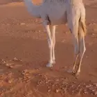 حشوان للبيع قعود وبكاره