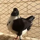 جوز كنق مودينا فاخر تم البيع