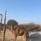 بكره فل شحم