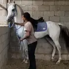 حصان عربي شيخ