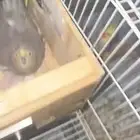 زوج كروانا منتج شرط شرط