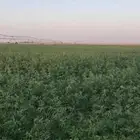 مزرعة للإيجار و للبيع