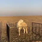 فحل حري صنف