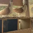 جوز شيرازي منتج