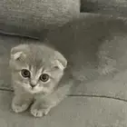 قطة سكوتش فولد بيور