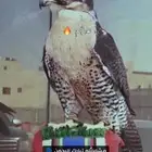 جير شاهين علومه خاص