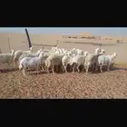 ضان شحم حيل