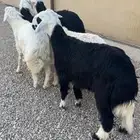 ذبايح فاخرة