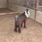 تيس