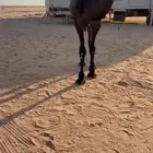 قعود مفرود يحقق